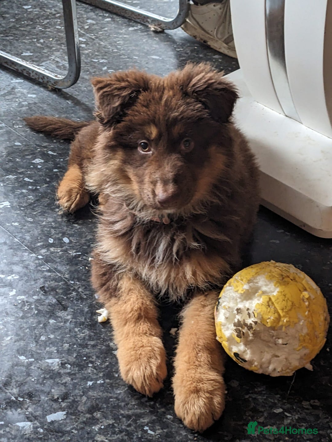 German Shepherd dogs for sale: Rare colours straight backed german shepherds - Advert 24