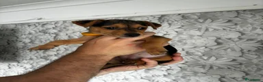 Rolo