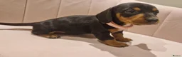Miniature Dachshund dogs for sale: Stunning little daxie pups 😍 - Advert 6