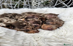 Dachshund dogs for sale: Beautiful Chocolate & Dapple Dachshund Pups - Image 6