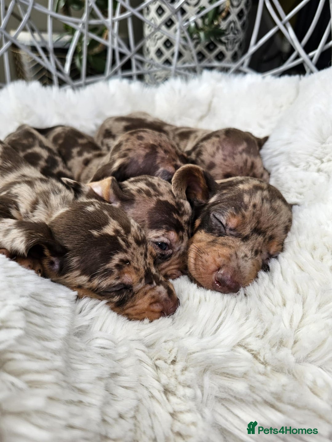 Dachshund dogs for sale: Beautiful Chocolate & Dapple Dachshund Pups - Image 6