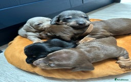 Dachshund dogs for sale: 5 stunning Dachshund puppies - Image 30