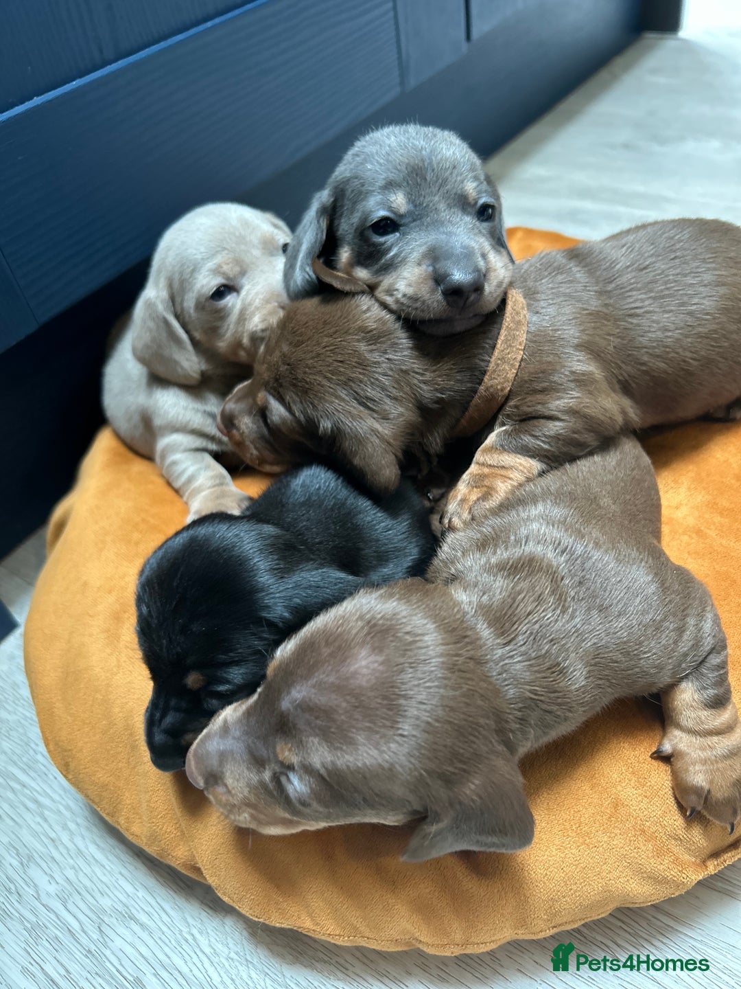 Dachshund dogs for sale: 5 stunning Dachshund puppies - Image 30