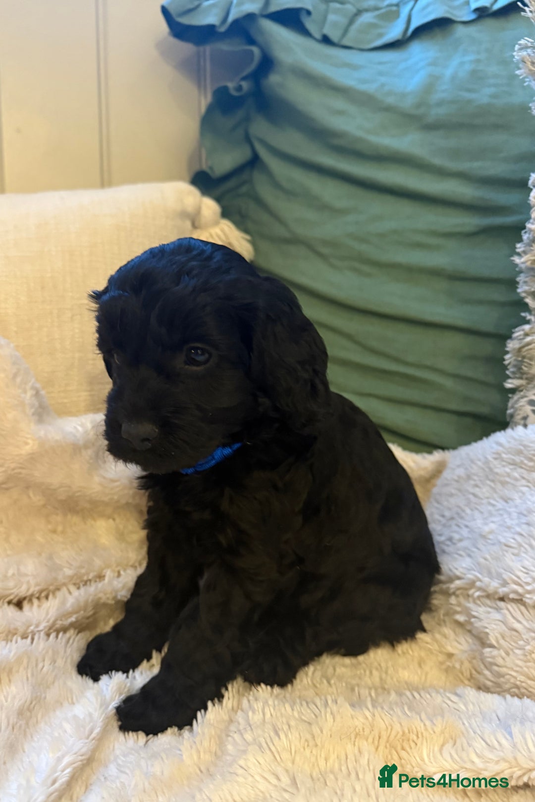 Cockapoo dogs for sale: Stunning litter of F1 Cockapoo Puppies  - Advert 27