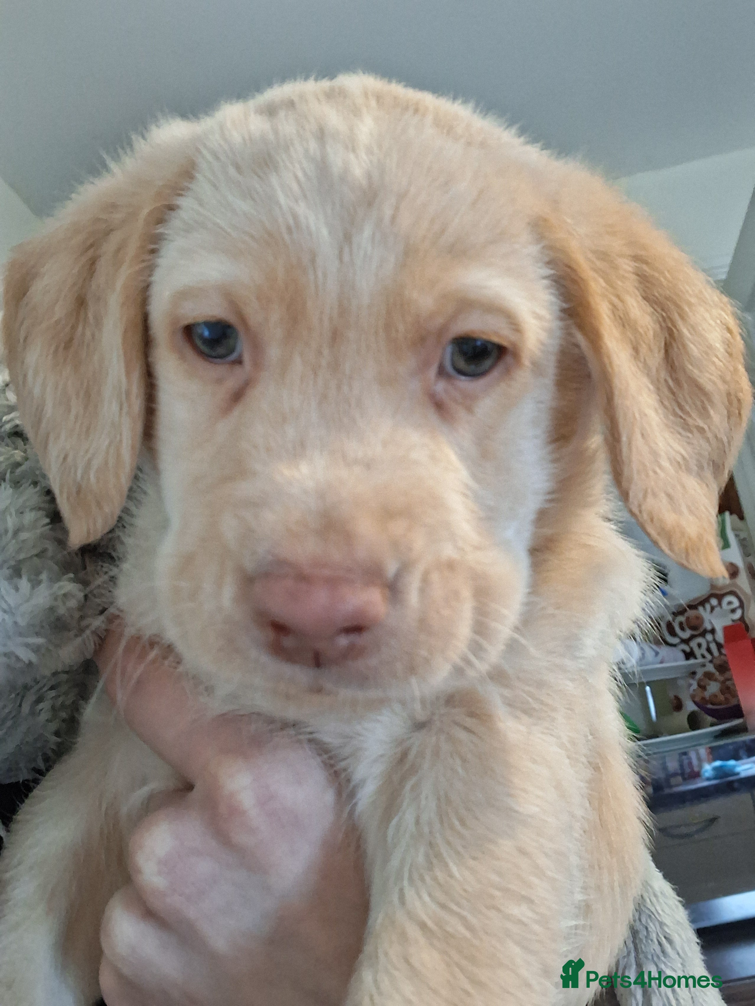 Labrador Retriever dogs *1 LEFT!* LABRADOR PUPPIES! - Advert 18