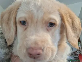 Labrador Retriever dogs *1 LEFT!* LABRADOR PUPPIES! - Advert 18