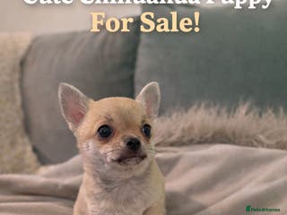 Chihuahua dogs Tiny chihuahua - Advert 3
