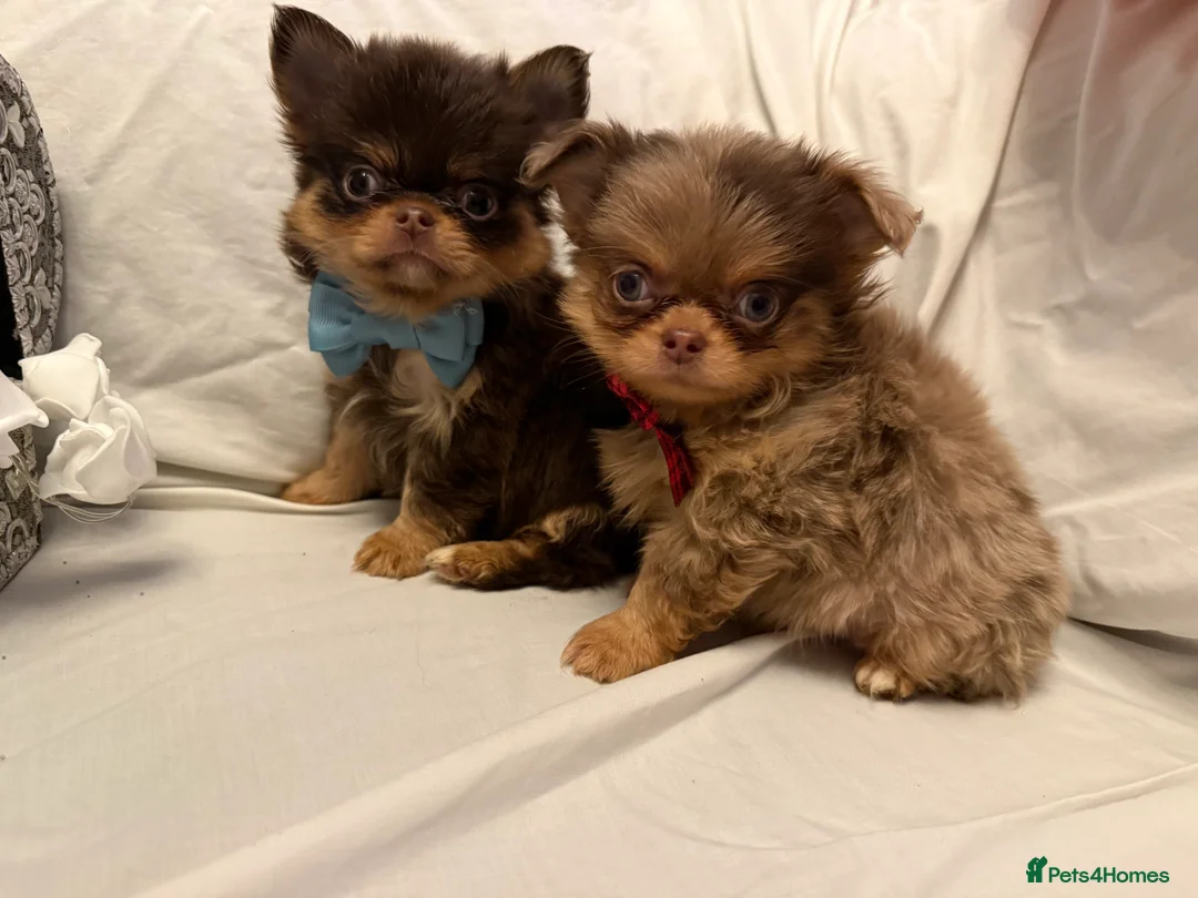 Chihuahua dogs for sale: True to type long coated chihuahuas **REDUCED** - Advert 21