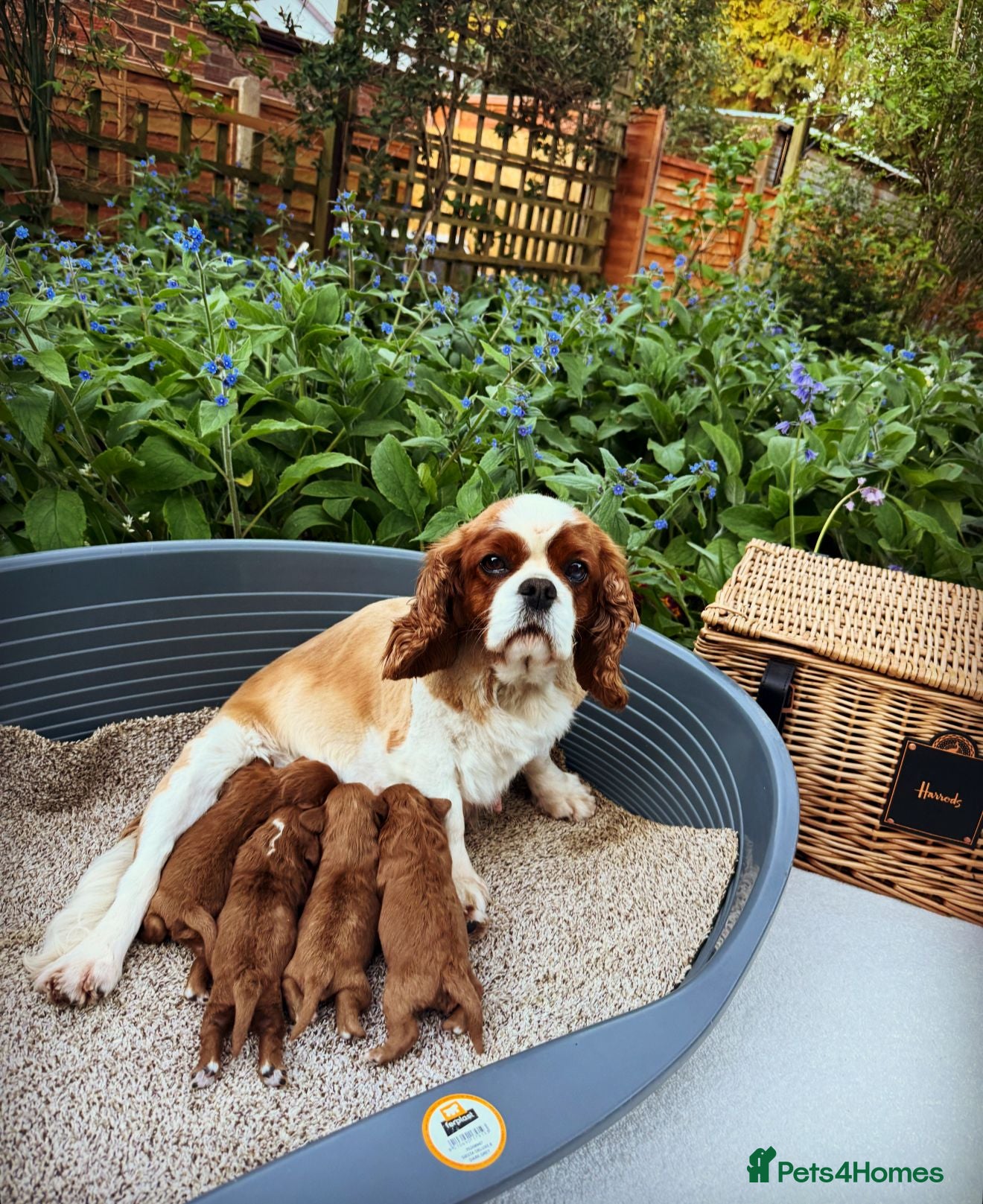 Cavapoo dogs 🐶 Beautiful Boy & Girl F1 red Cavapoo puppies🐶 - Advert 1