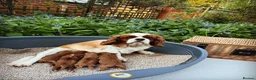 Cavapoo dogs for sale: 🐶 Beautiful Boy & Girl F1 red Cavapoo puppies🐶 in Wolverhampton - Advert 1