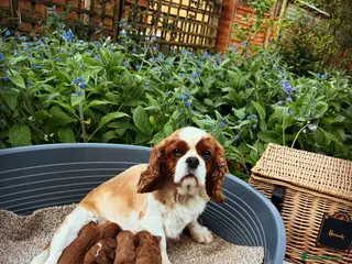 Cavapoo dogs 🐶 Beautiful Boy & Girl F1 red Cavapoo puppies🐶 - Advert 1