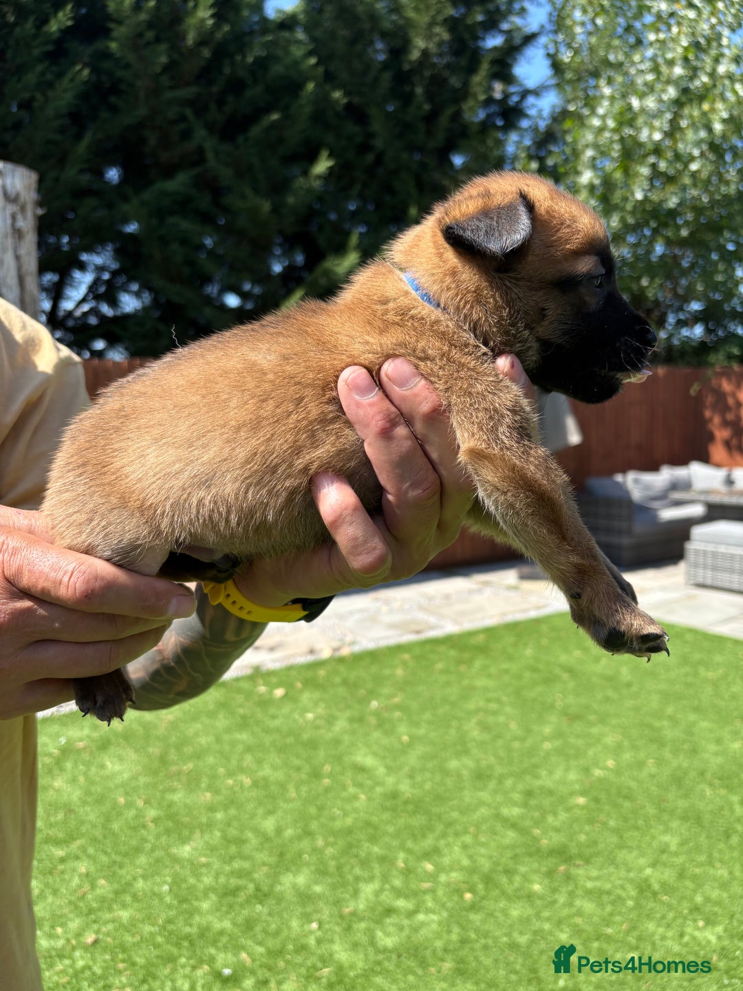 Belgian Shepherd Dog dogs for sale: Belgian Malinois puppies  - Image 6