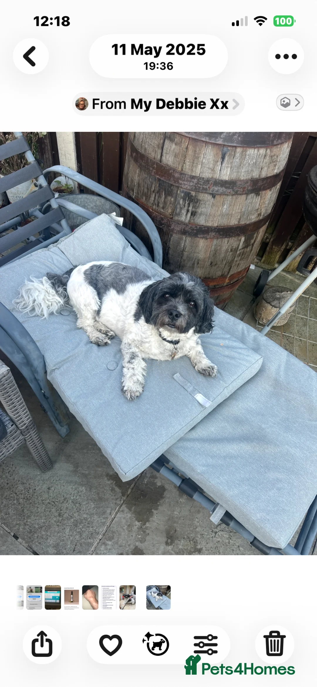 Zuchon dogs for sale: Ted a Zuchon for Rehoming  - Advert 3