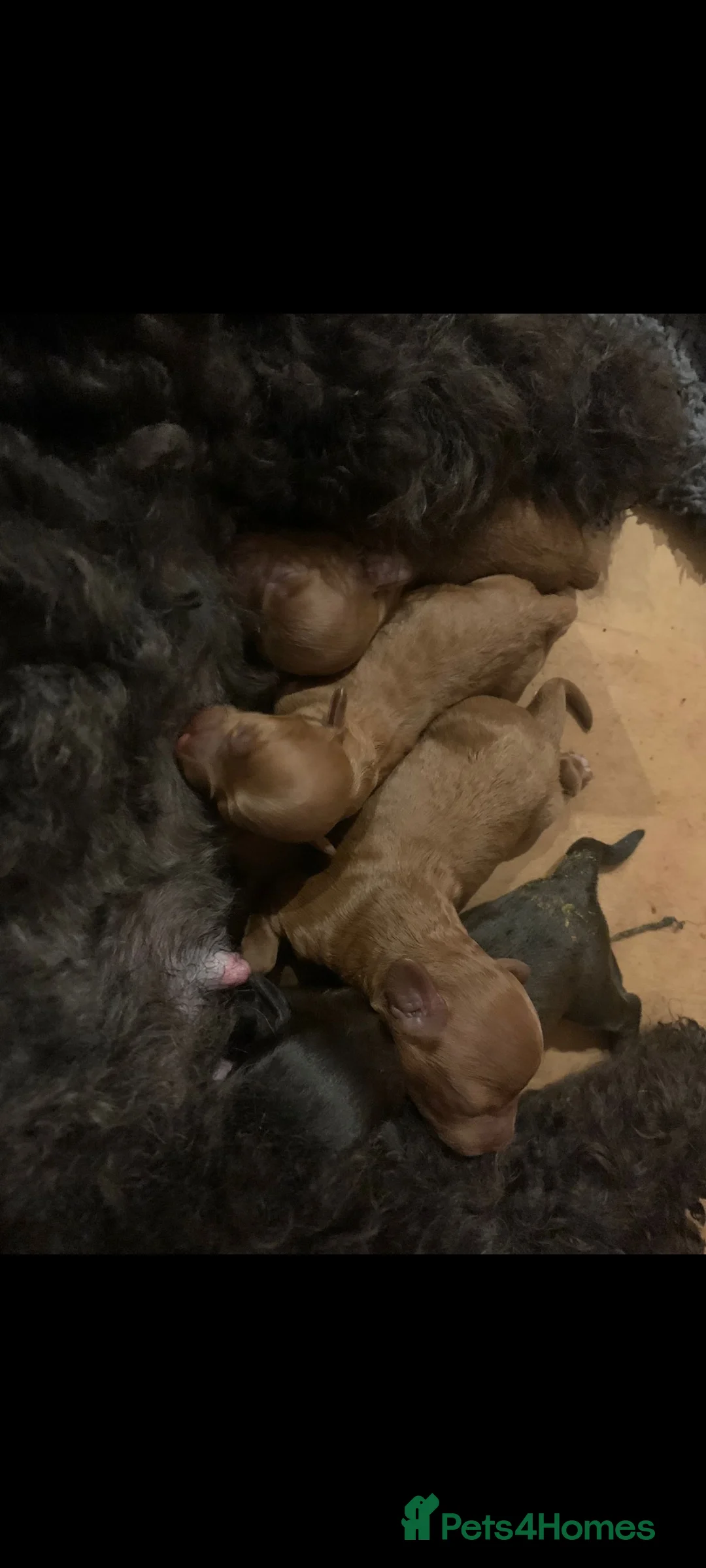 Cavapoo dogs for stud: Experienced, proven and health tested cavapoo stud in London - Advert 16