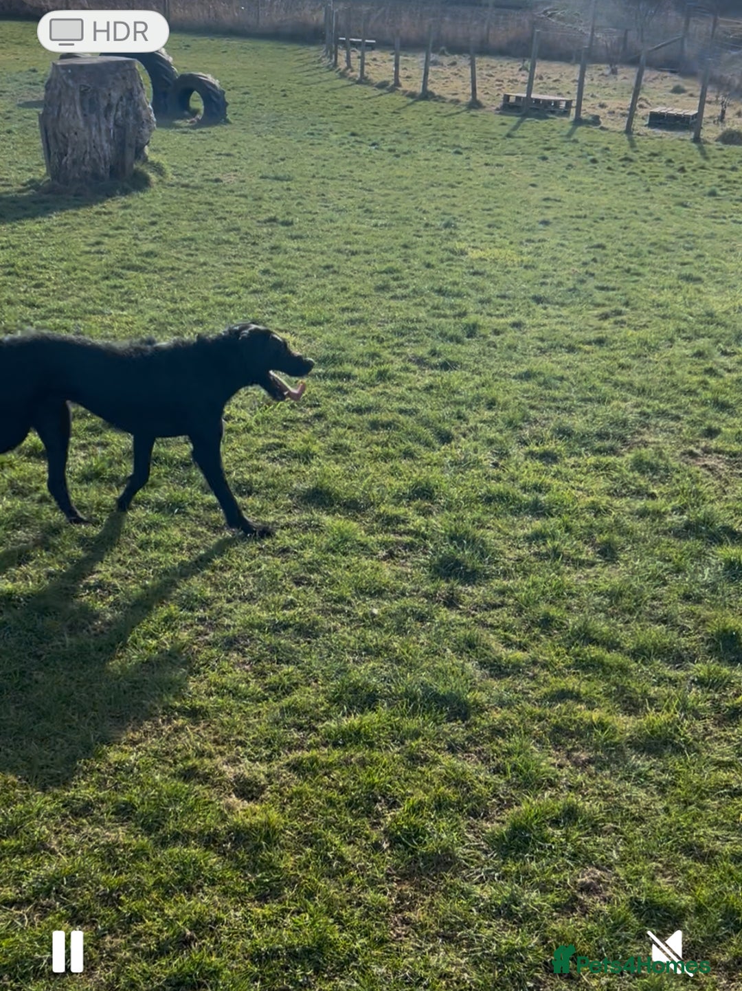 Mixed Breed dogs for sale: Beautiful lab/pointer boy for sale - Image 8