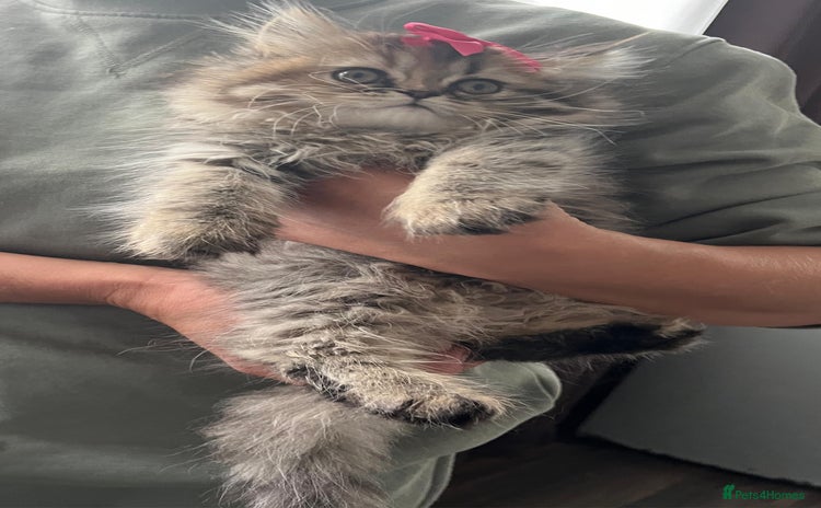 Persian cats - Advert 2