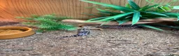 Leopard Gecko reptiles for sale: 2 x leopard gecko  - Advert 7
