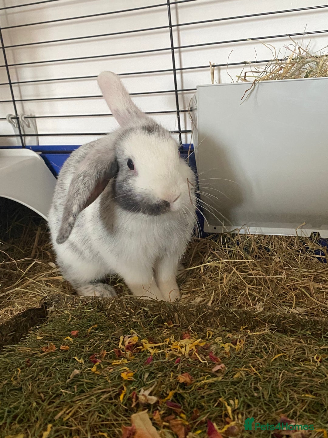 Mixed Breed rabbits for sale: Three beautiful male rabbits - Image 2
