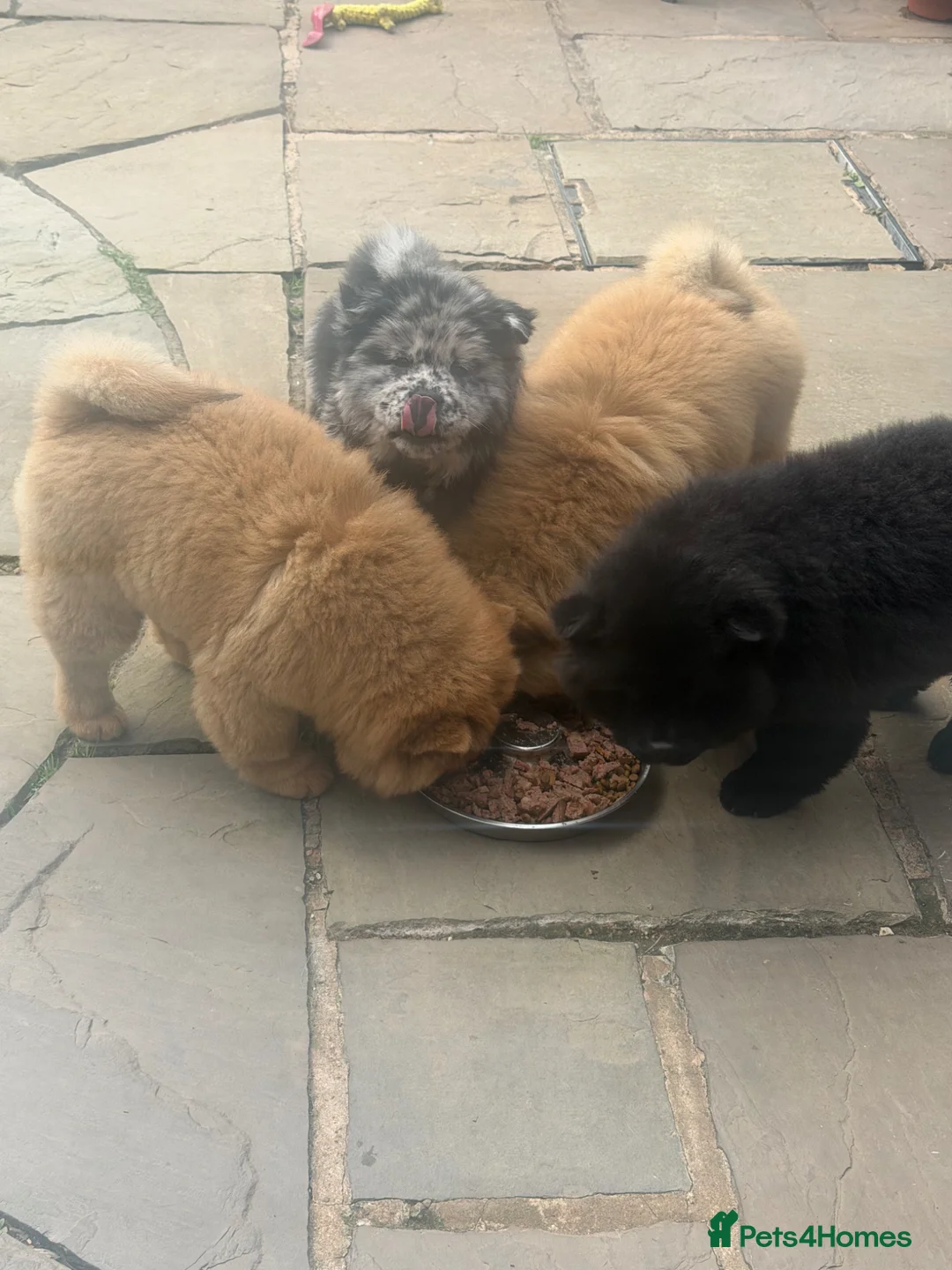 Chow Chow dogs for sale: Beautiful Chow Chow puppies  🐾❤️ in Manchester - Advert 5