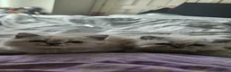 British Shorthair cats for sale: Kittens looking for their forever family. - Advert 2
