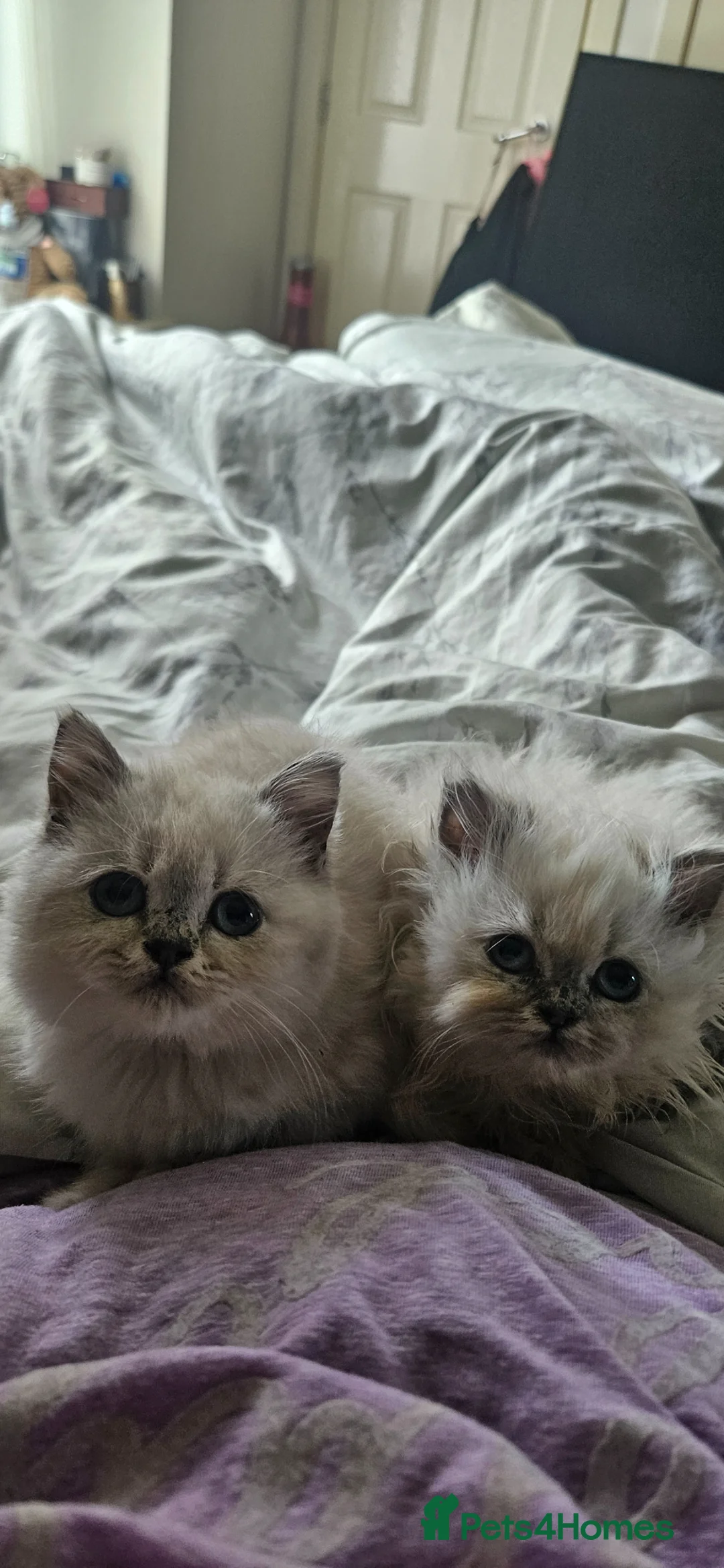 British Shorthair cats for sale: Kittens looking for their forever family. - Advert 2