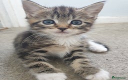Mixed Breed cats for sale: Lovely kittens  - Image 2