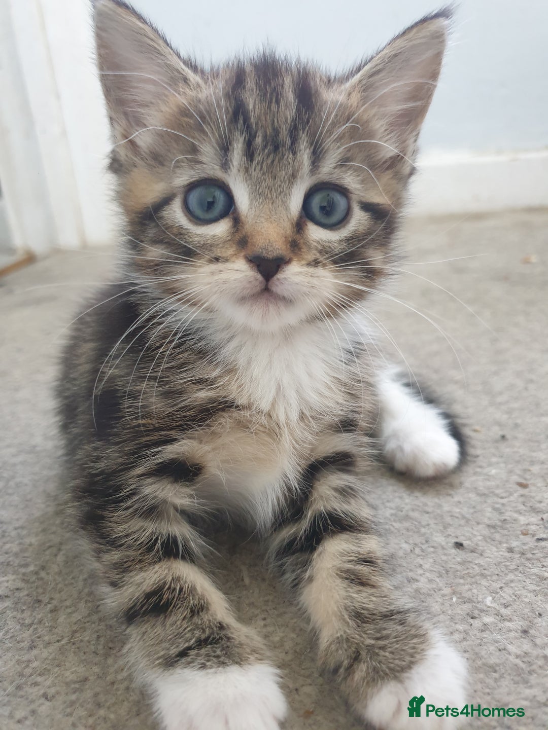 Mixed Breed cats for sale: Lovely kittens  - Image 2