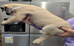 Bullmastiff dogs for sale: Bullmastiff Puppies  - Image 15