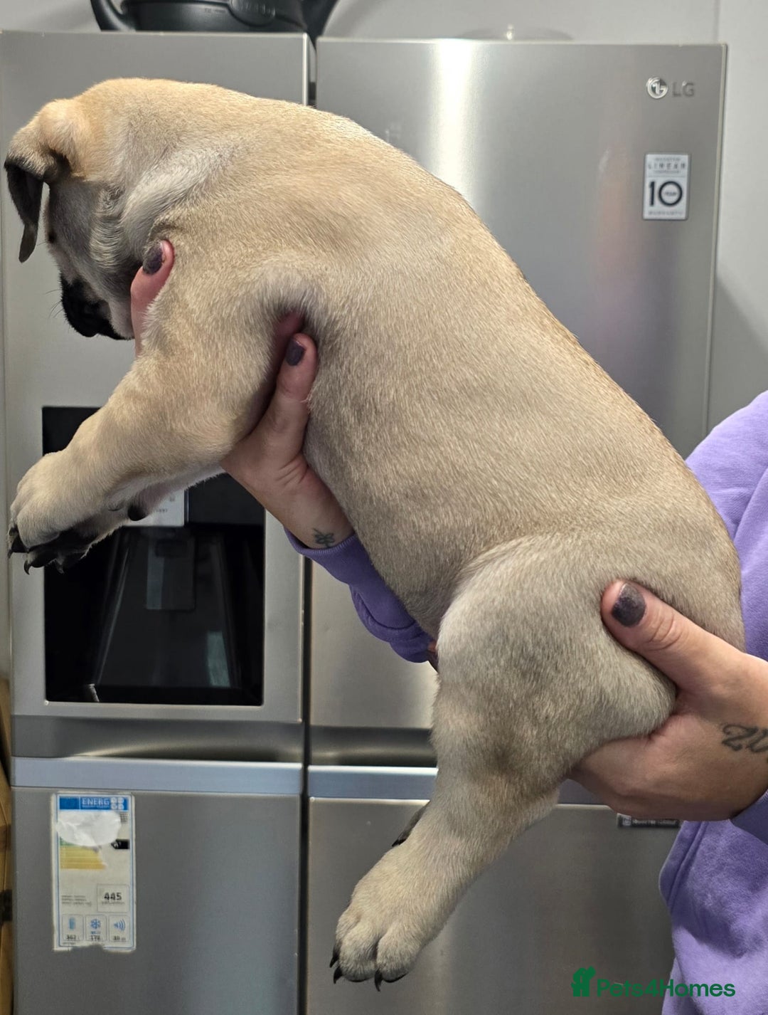 Bullmastiff dogs for sale: Bullmastiff Puppies  - Image 15