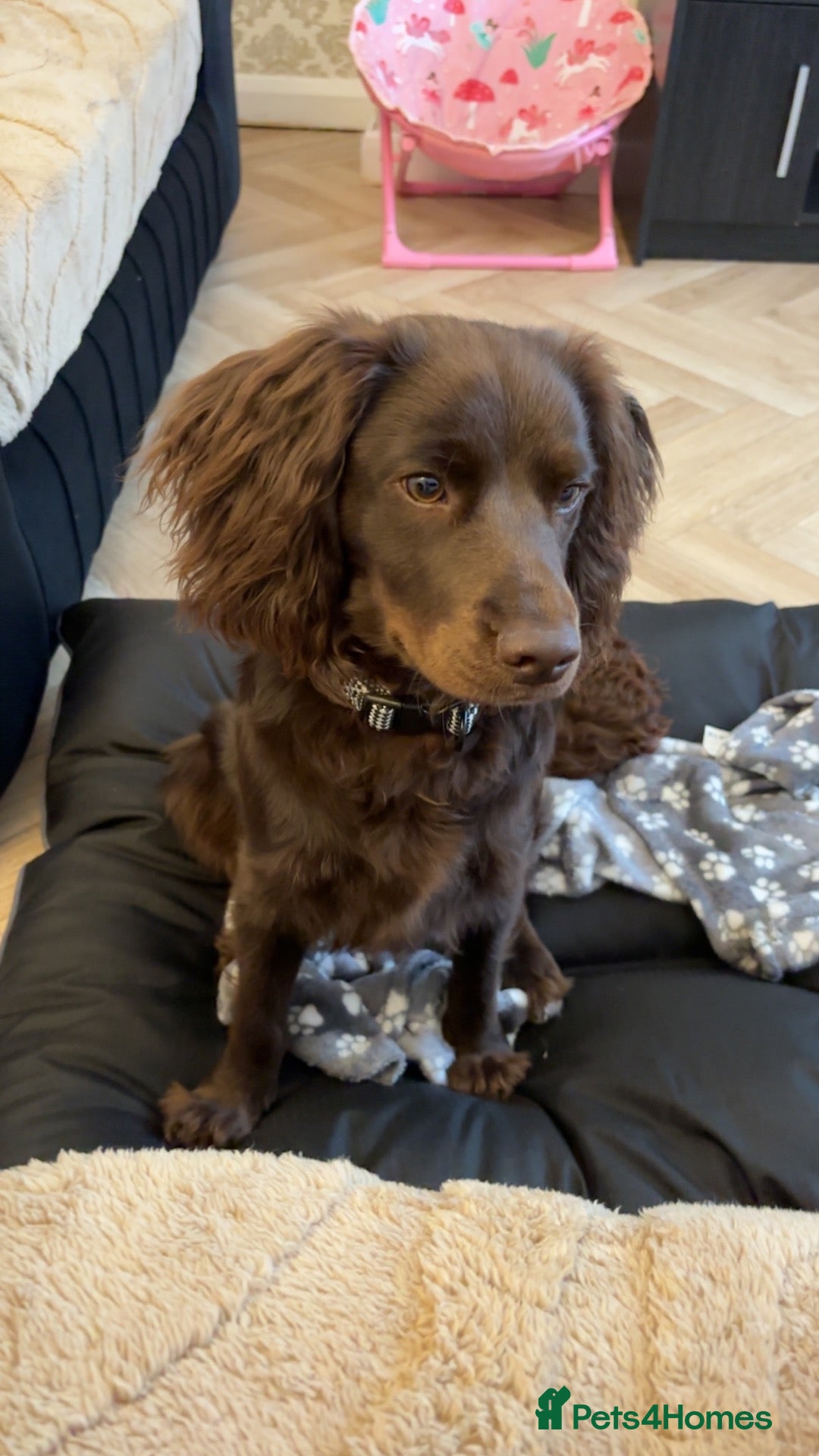 Mixed Breed dogs cocker spaniel - Advert 1