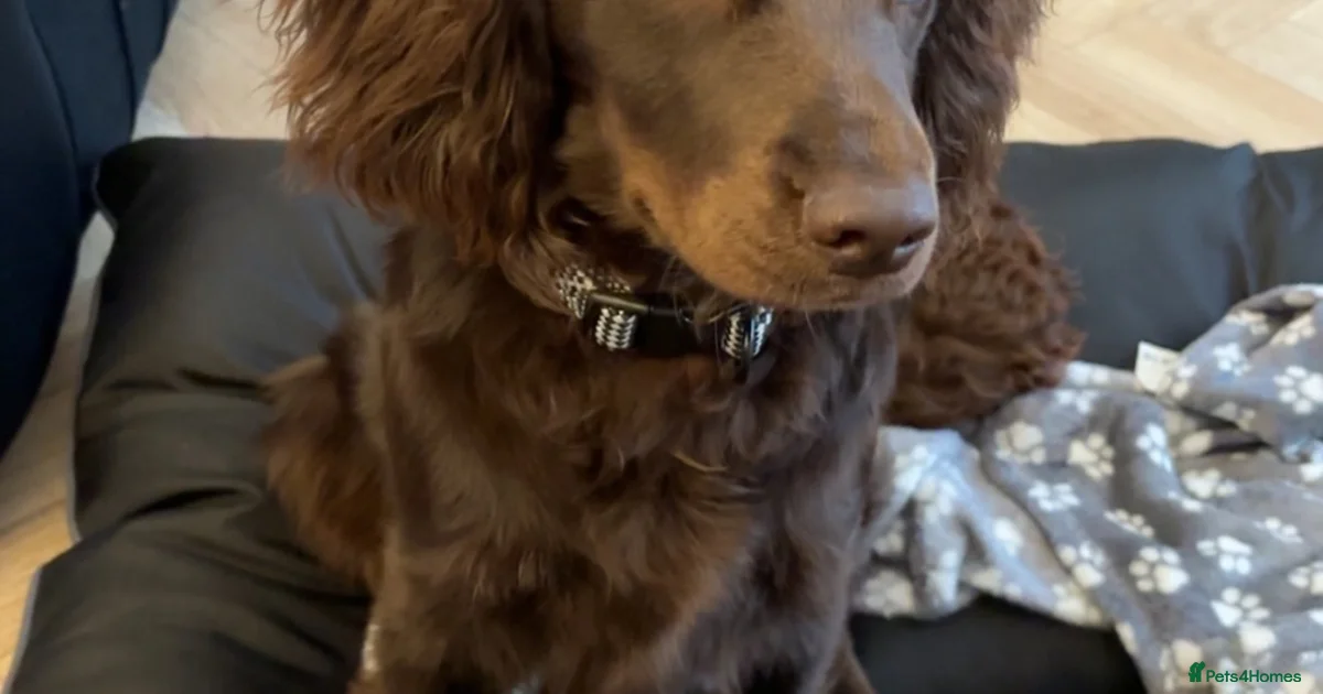Biligham Puppies for sale in Billingham, Stockton-on-Tees | Pets4Homes