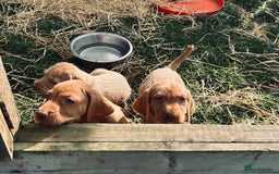 Hungarian Vizsla dogs for sale: Hungarian Wire Haired Vizslas - Image 2