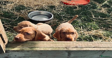 Hungarian Vizsla dogs - Advert 2