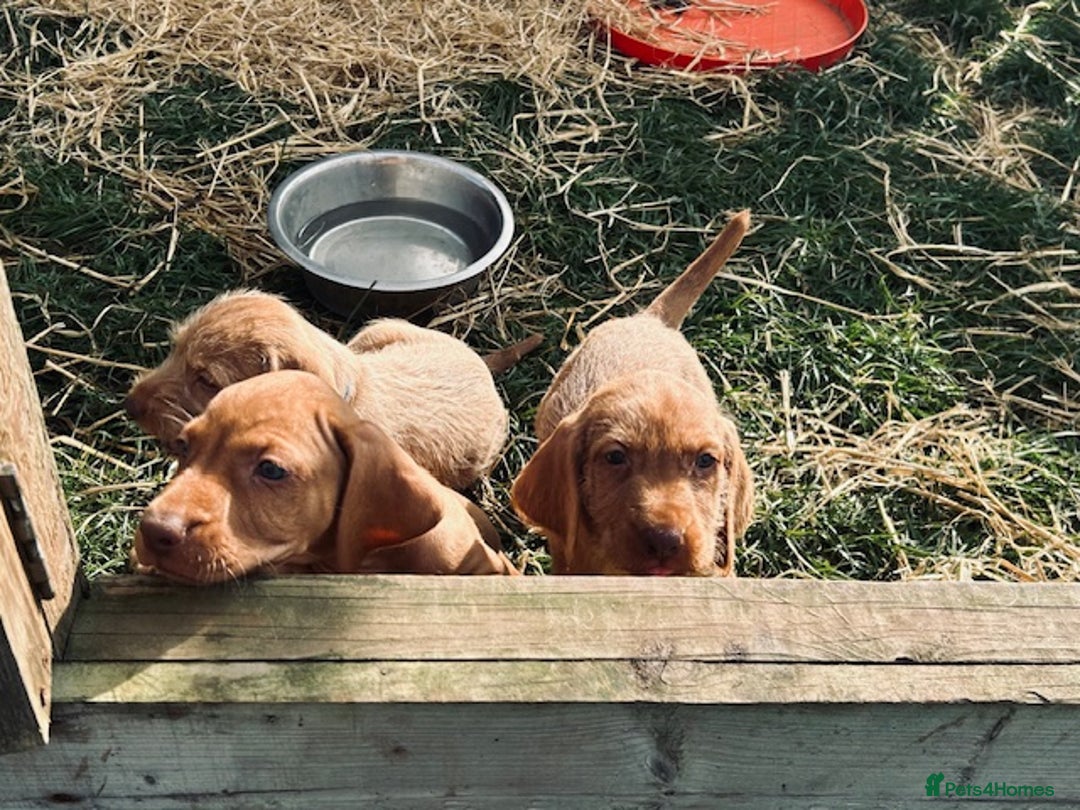 Hungarian Vizsla dogs for sale: Hungarian Wire Haired Vizslas - Image 2
