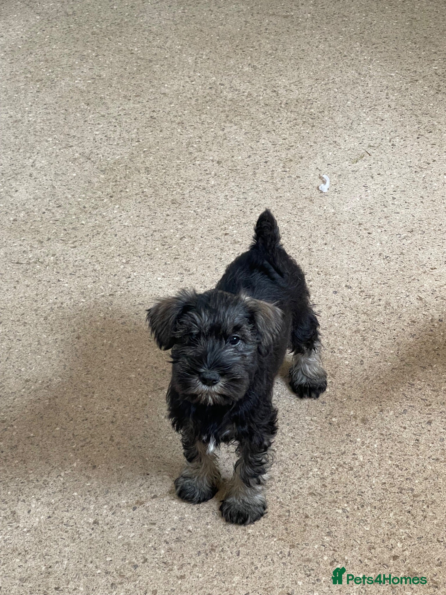 Miniature Schnauzer dogs KC reg miniature schnauzer puppies for sale  - Advert 19