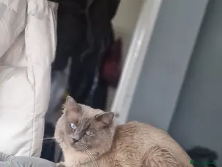 Ragdoll cats Entire male ragdoll - Advert 1