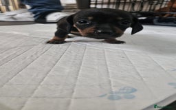Miniature Dachshund dogs for sale: ❤️ 🐕 Miniature Dachshunds  - Image 29