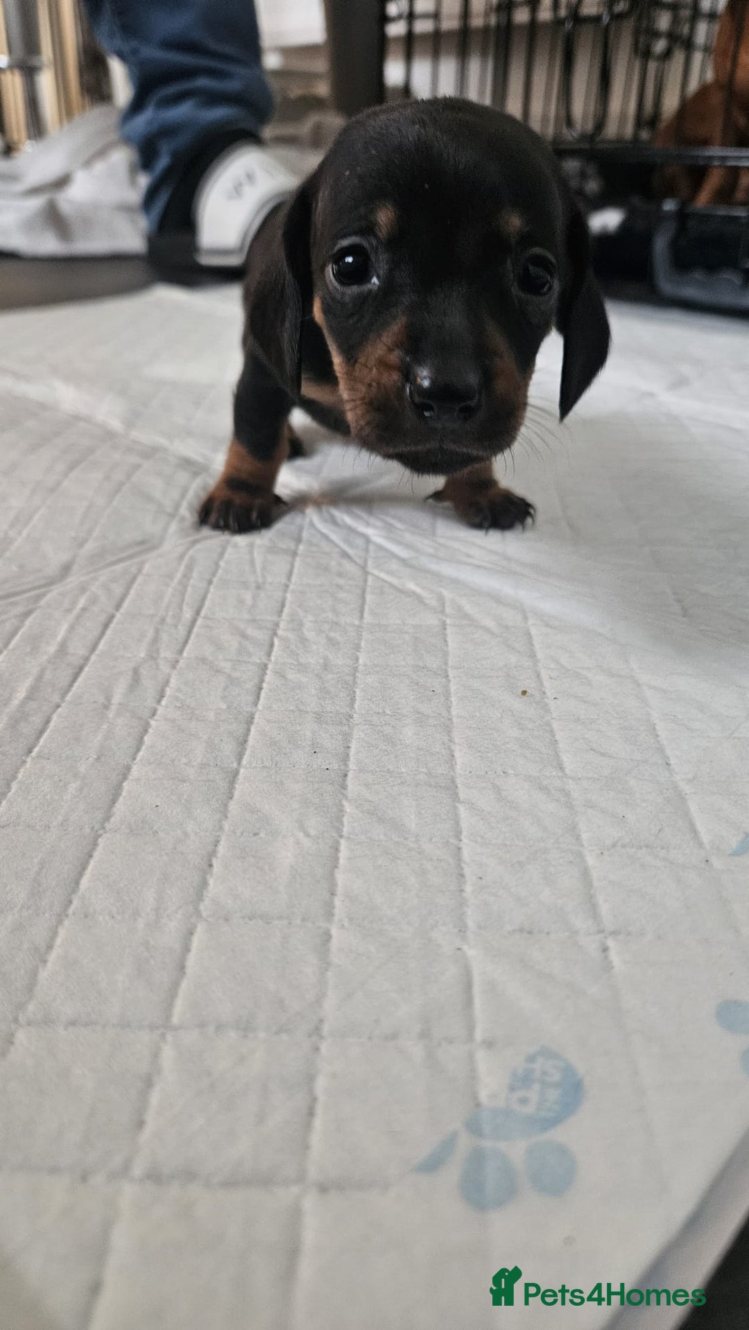 Miniature Dachshund dogs for sale: ❤️ 🐕 Miniature Dachshunds  - Image 29