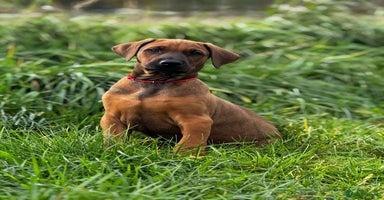 Dobermann dogs Hybrid dobermanns. Reduced price on last couple!!! - Advert 11