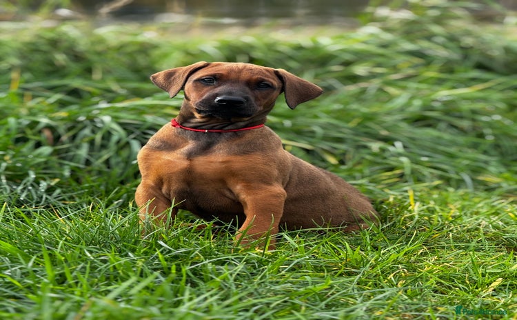 Dobermann dogs - Advert 4