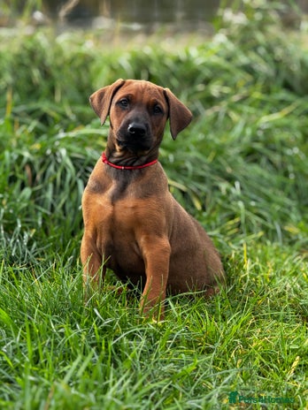 Dobermann dogs - Advert 4