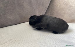 French Bulldog dogs for sale: French bulldogs puppy’s for sale - Advert 2