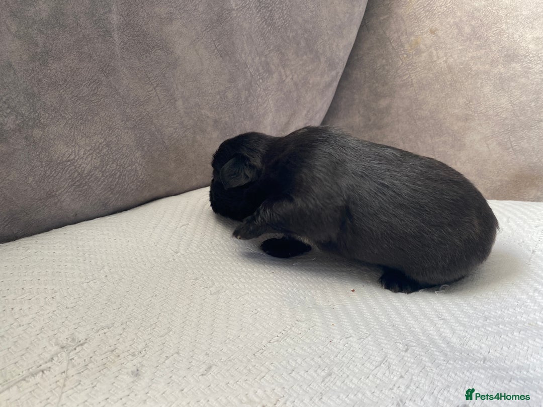 French Bulldog dogs for sale: French bulldogs puppy’s for sale - Advert 2