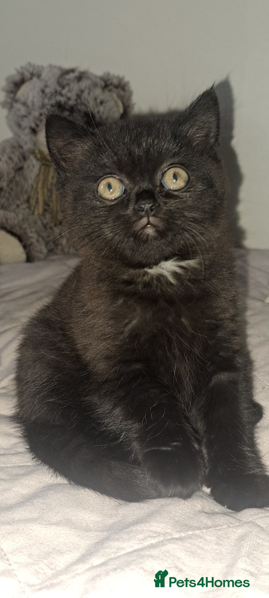 British Longhair cats Female  - Advert 2