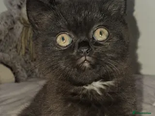 British Longhair cats Female - Advert 2