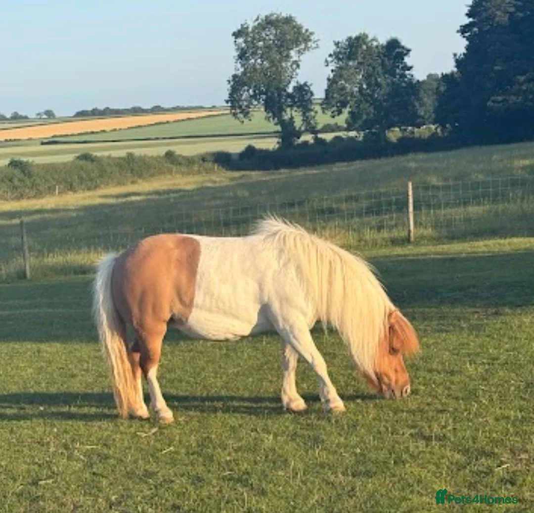 Shetland pony horses for sale: Pair of Shetland ponies - Advert 3