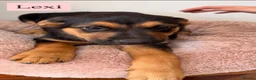 Mixed Breed dogs for sale:  Stunning Rottweiler × German Shepherd Puppies - Advert 27