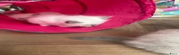 Ragdoll cats for sale: Ragdoll kittens pedigree  in Ellesmere Port - Advert 15