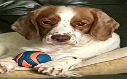 Cocker Spaniel dogs for sale: Working Cocker Spaniels - Image 5