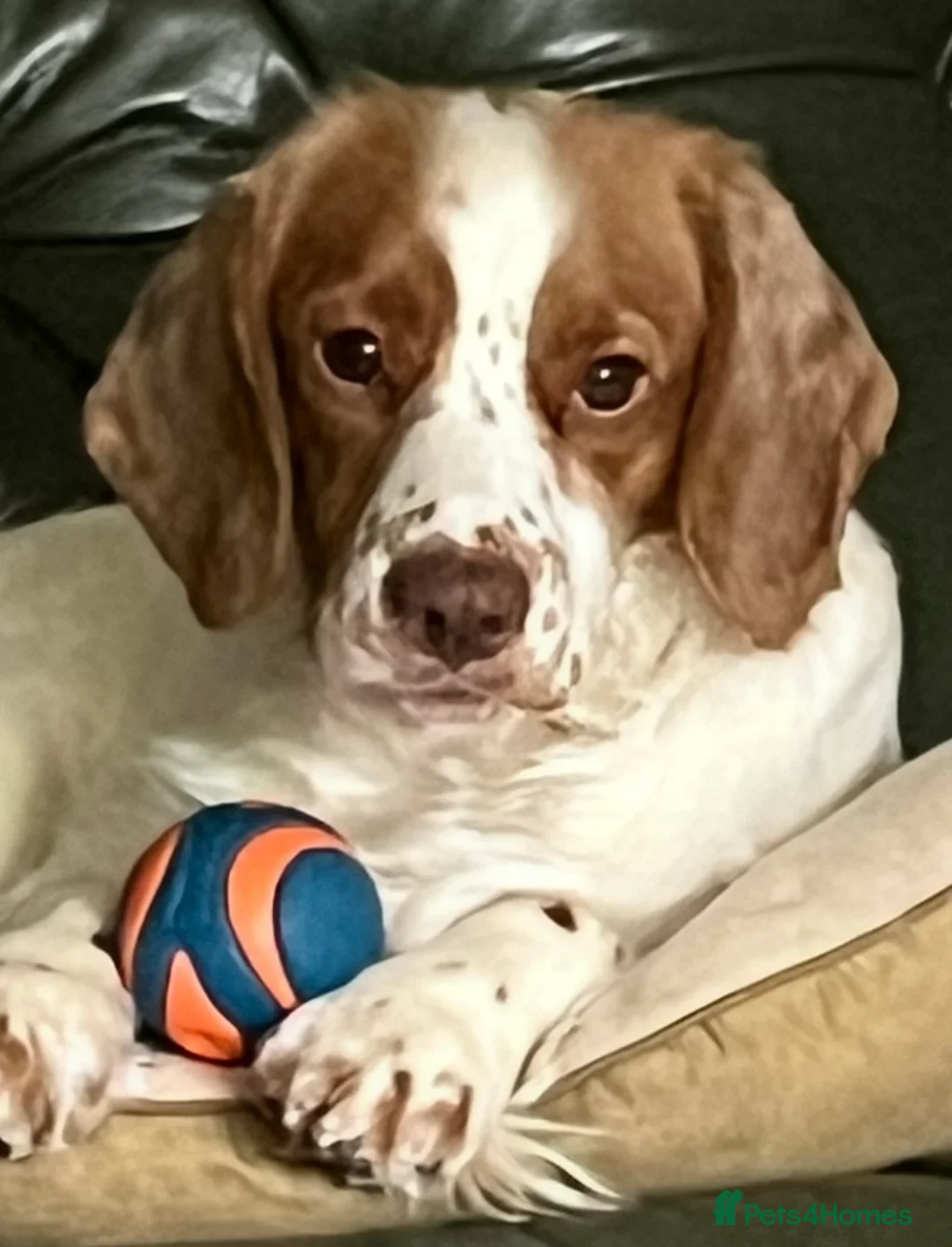 Cocker Spaniel dogs for sale: Working Cocker Spaniels - Advert 15